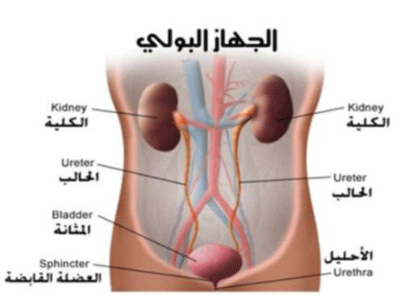 كثرة التبول على ماذا تدل