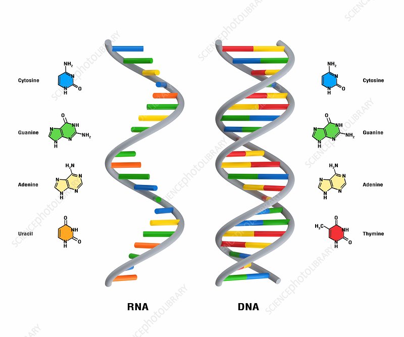 الفرق بين Dna و Rna-ماهو الفرق بين Dna وRna 14975