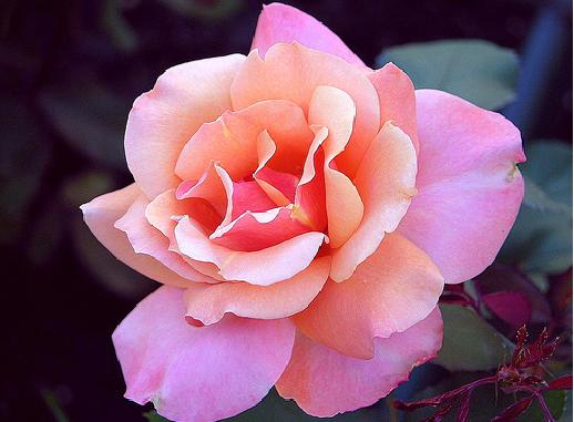 اشكال ورود جميلة-أجمل الورود بأروع الألوان أجمل- اشكال- الألوان- الورود- بأروع- جميلة- ورود 15172 7