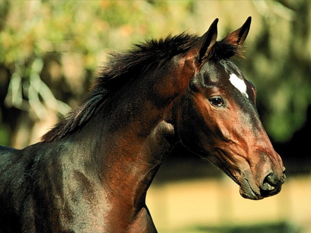 خيل اصيل - اجمل خيل عربى 4050 14