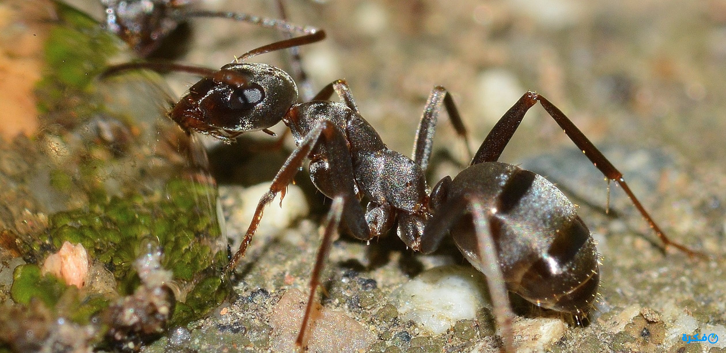 تفسير حلم النمل للحامل - معرفة وتفسير حلم النمل للحامل النمل- تفسير- حلم- للحامل- معرفة- وتفسير 11896