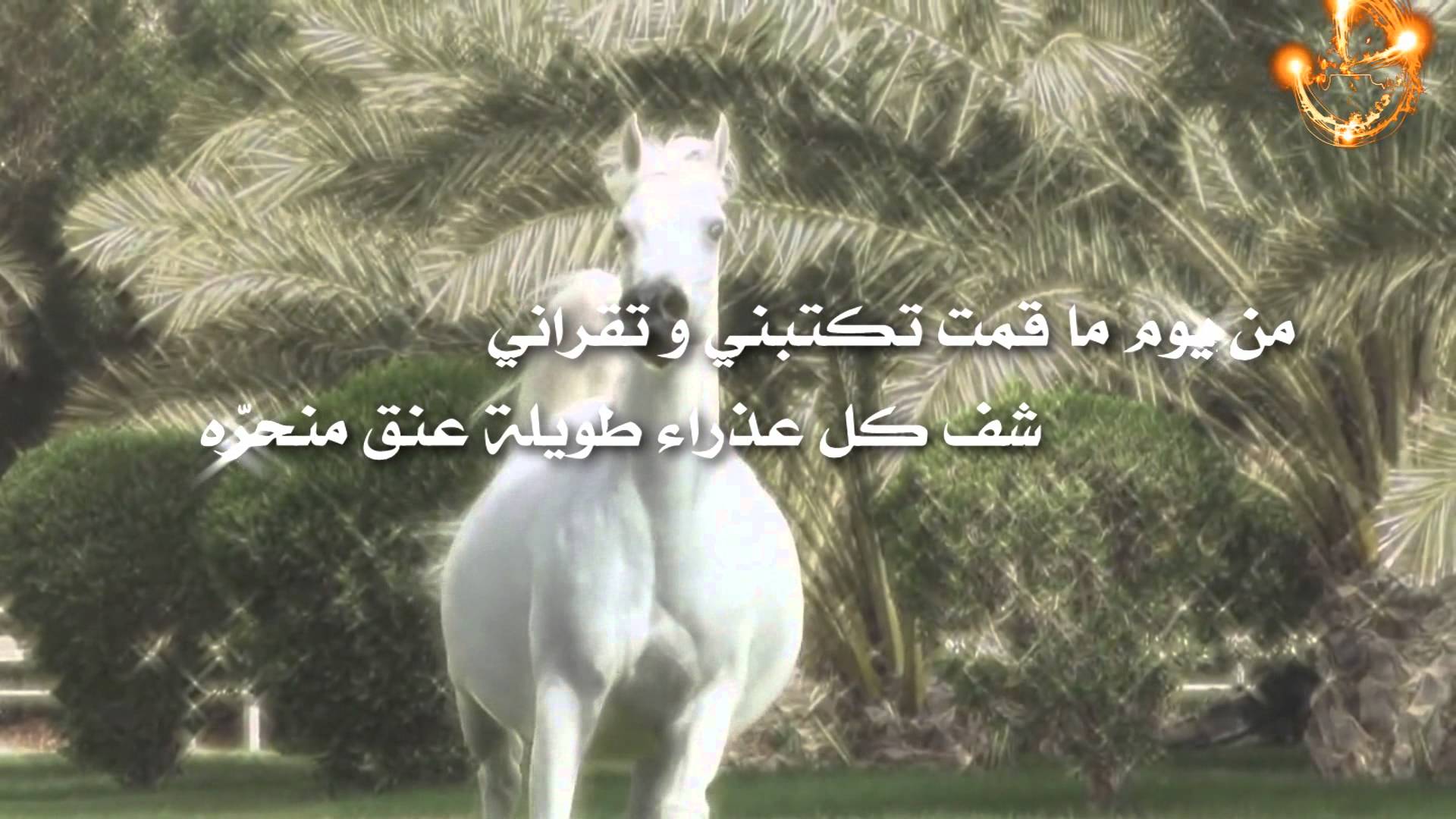 شعر عن الخيل - ابيات شعريه عن الجواد 1525 8