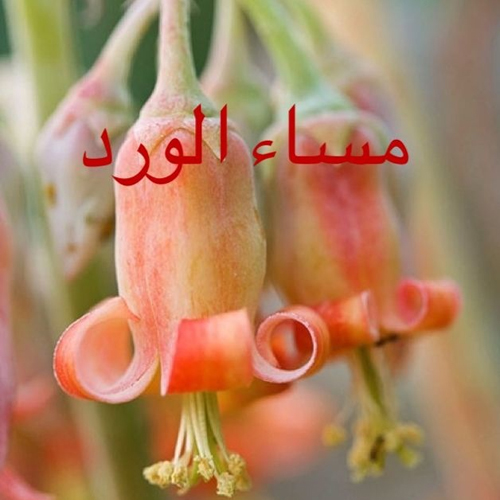 شعر مساء الخير - تغريدات اشعار مسائية جميلة 839 2