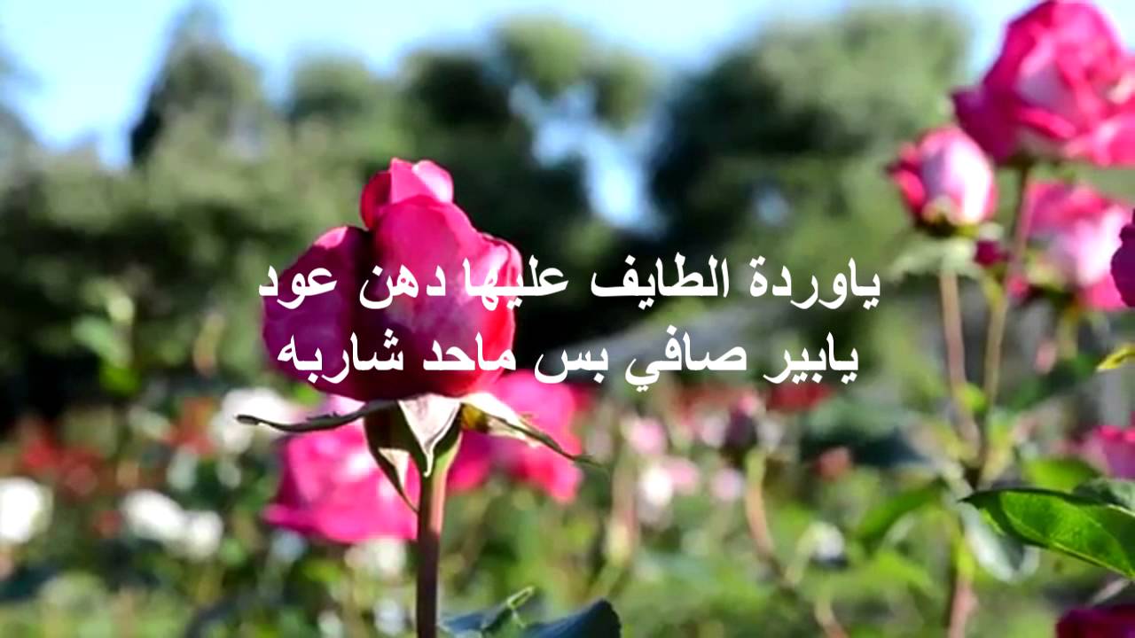 كلمات عن الورد - الورد واجمل ماقيل فيه 2496 3