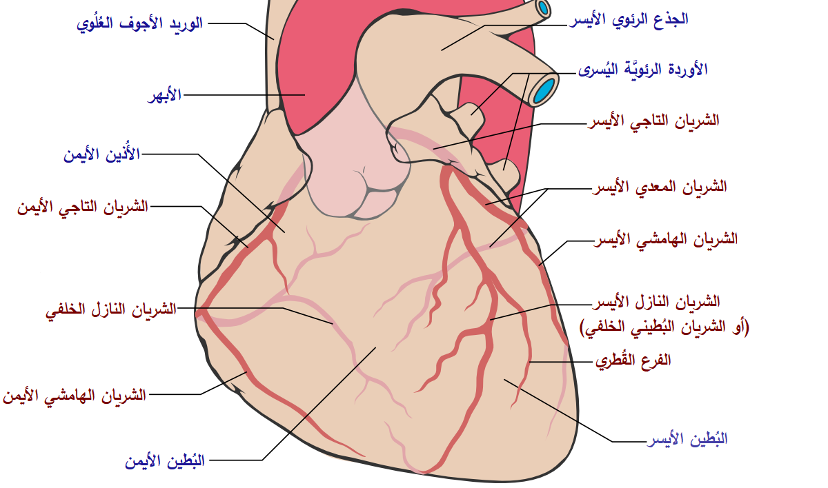 ما اسم الشريان , تعرف على اسم الشريان الذي في القلب