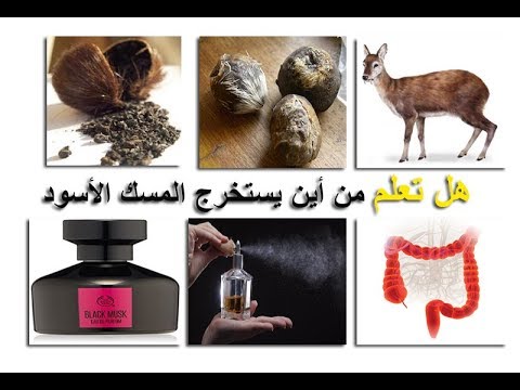 من اين يستخرج المسك , معلومات عن استخراج المسك