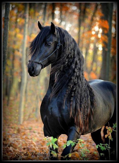 خيل اصيل - اجمل خيل عربى 4050 11