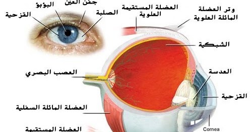 مكونات العين , الاجزاء الداخلية المكونة للعين