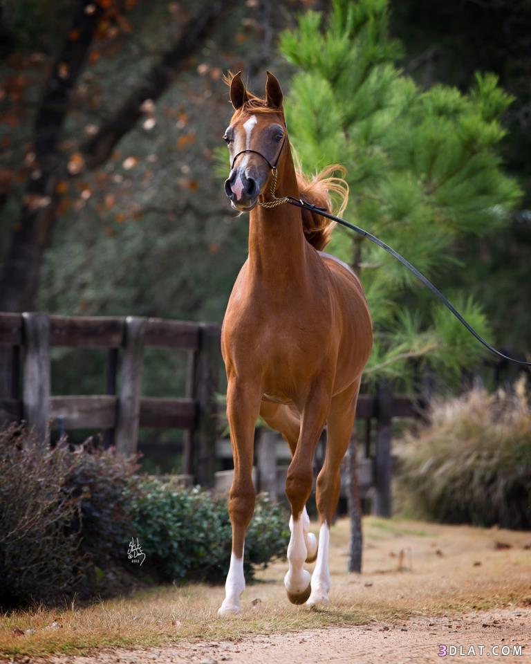 حصان عربي , افضل الخيول العربية الاصيلة