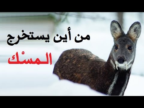 من اين يستخرج المسك - معلومات عن استخراج المسك 2474 2