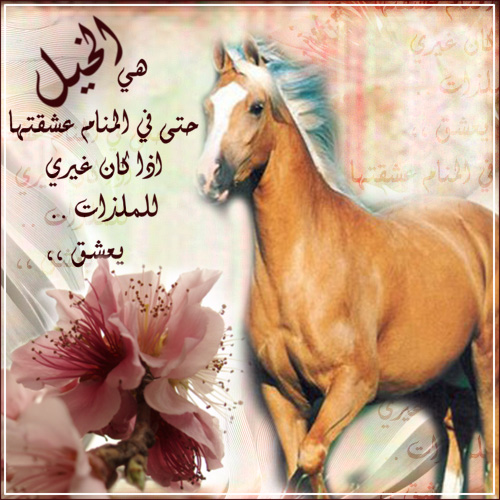 شعر عن الخيل - ابيات شعريه عن الجواد 1525 2