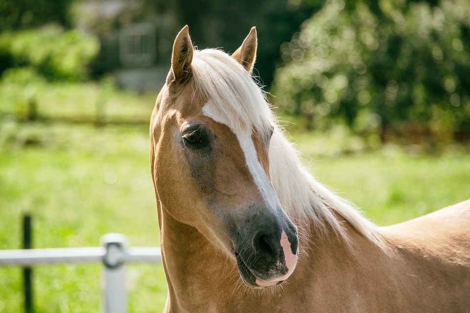 خيل اصيل - اجمل خيل عربى 4050 9