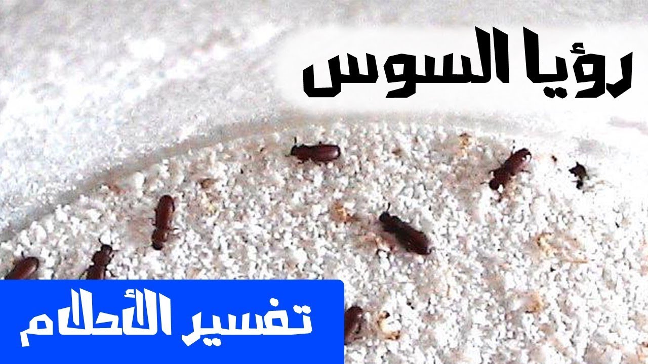 تفسير السوس في المنام- ما هو حلم السوس 12246