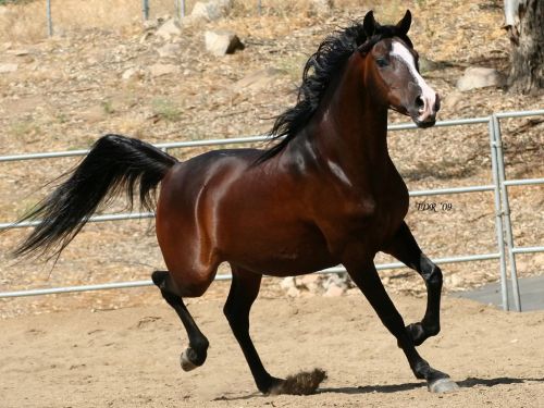 حصان عربي - افضل الخيول العربية الاصيلة 5773 1