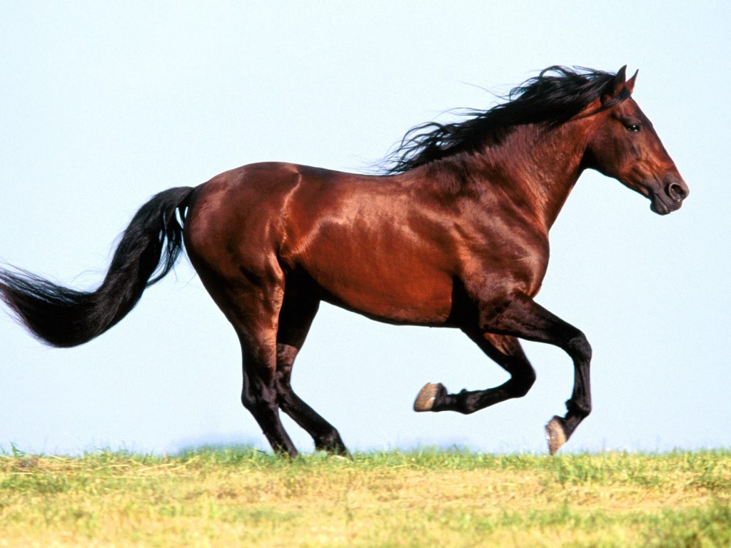 حصان عربي - افضل الخيول العربية الاصيلة 5773 5