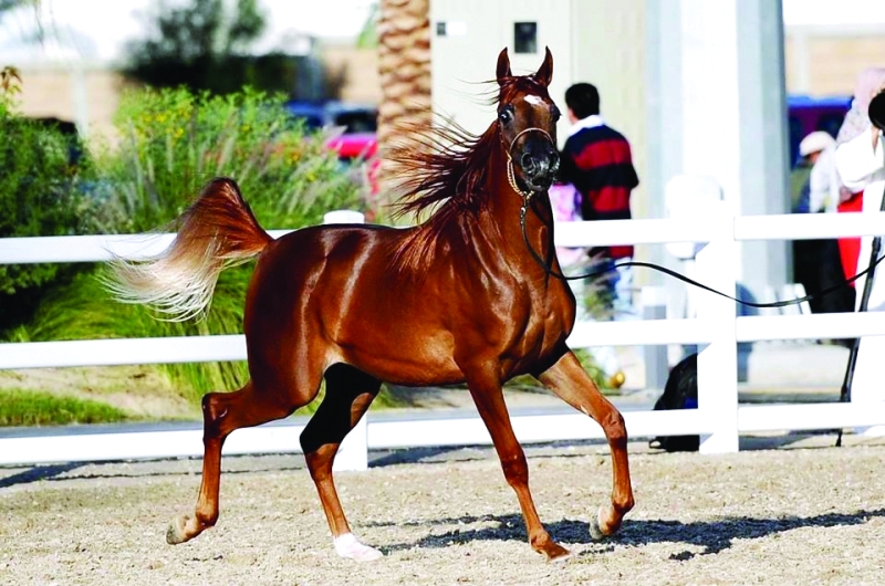 خيل عربي اصيل 1125 14