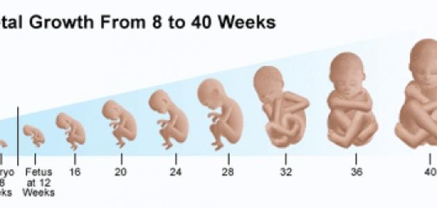 دليل المراه الحامل - كيف يمكنك الاطمئنان على طفلك طوال فتره الحمل الاطمئنان- الحامل- الحمل- المراه- دليل- طفلك- طوال- على- فتره- كيف- يمكنك 4628 2