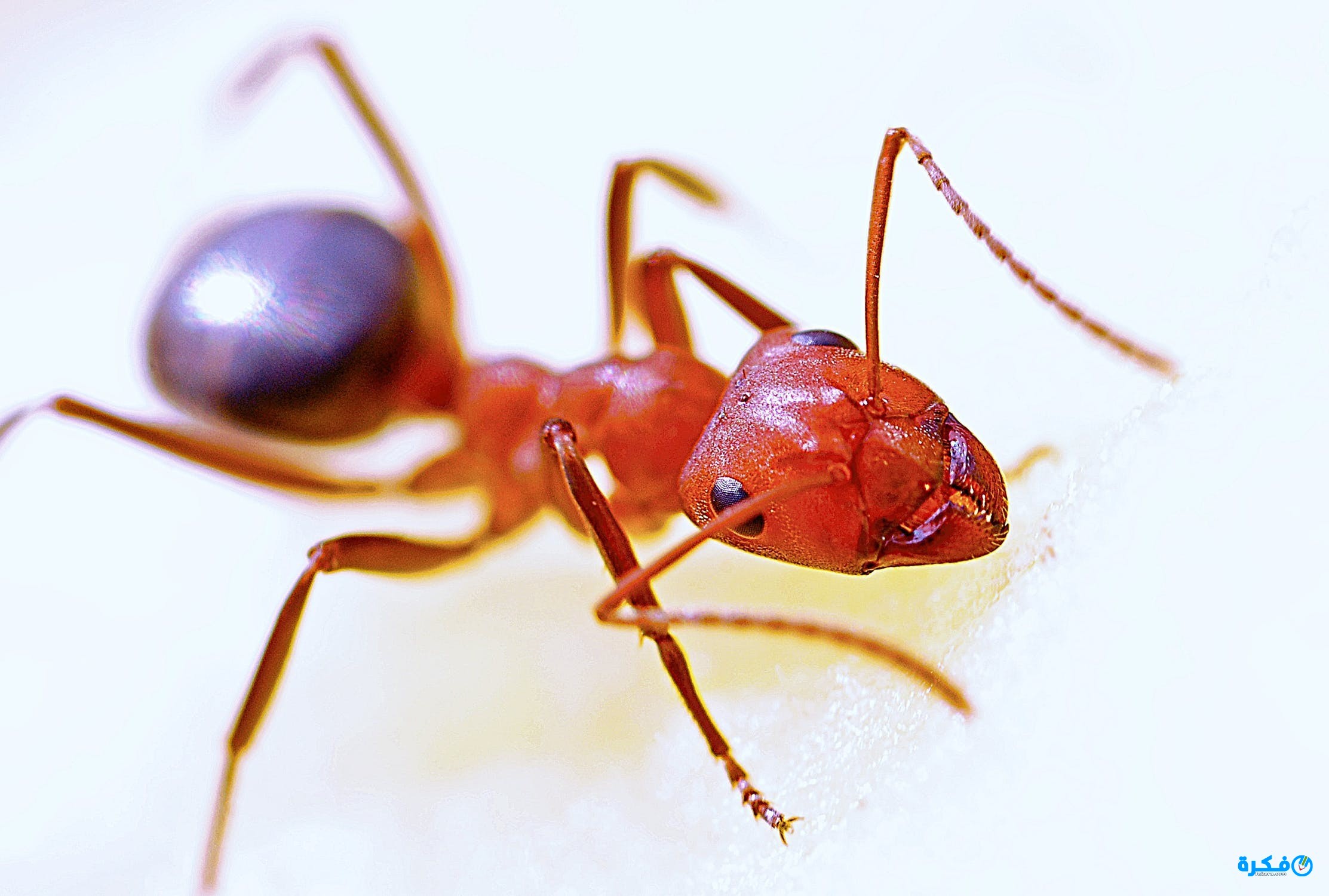 تفسير حلم النمل للحامل - معرفة وتفسير حلم النمل للحامل النمل- تفسير- حلم- للحامل- معرفة- وتفسير 11896 1