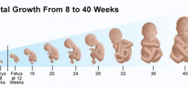 دليل المراه الحامل - كيف يمكنك الاطمئنان على طفلك طوال فتره الحمل 4628