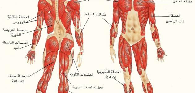 كم عدد عضلات جسم الانسان , معلومات عن جسم الانسان