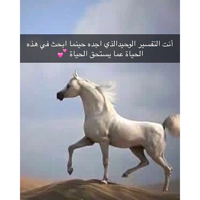 شعر عن الخيل , ابيات شعريه عن الجواد