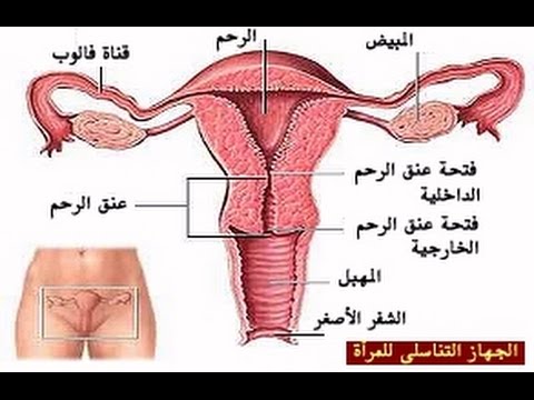 علاج ضعف المبايض , طرق علاج ضعف التبويض وتنشيط المبايض