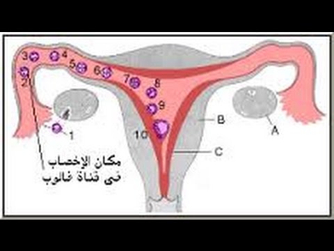 عند تلقيح البويضة ماذا تشعر المراة , شعور المراة عند التلقيح