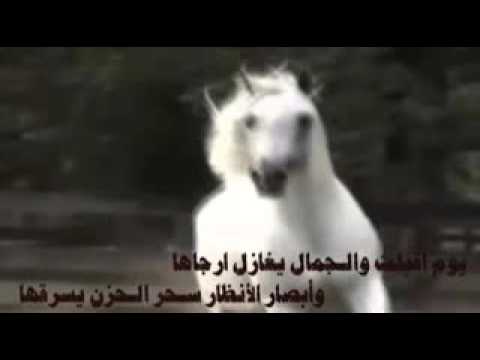 شعر عن الخيل - ابيات شعريه عن الجواد 1525 6