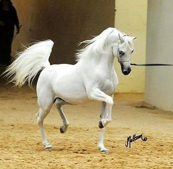 حصان عربي - افضل الخيول العربية الاصيلة 5773 7