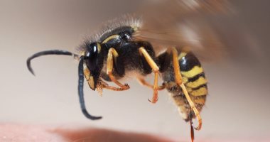 علاج لدغة النحل-لسعة النحل أعراضها وطرق علاجها أعراضها- النحل- علاج- علاجها- لدغة- لسعة- وطرق 11026