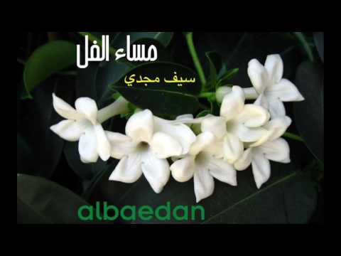 صور مساء الفل - احلى خلفيات مساء الخير 3924 4