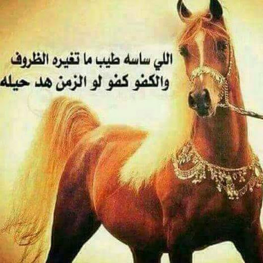 شعر عن الخيل - ابيات شعريه عن الجواد 1525 3