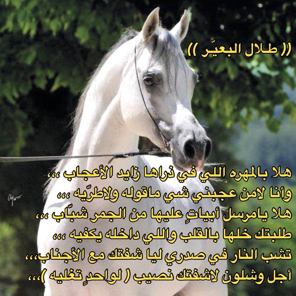 شعر عن الخيل - ابيات شعريه عن الجواد 1525 7