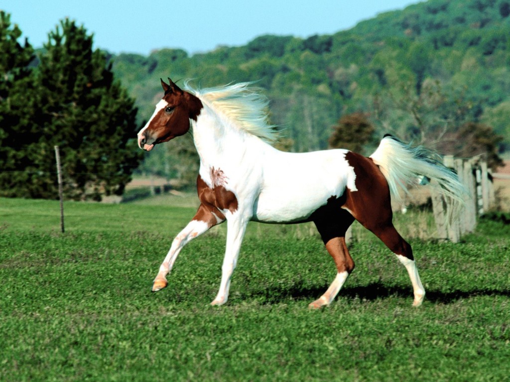 حصان عربي - افضل الخيول العربية الاصيلة 5773 8