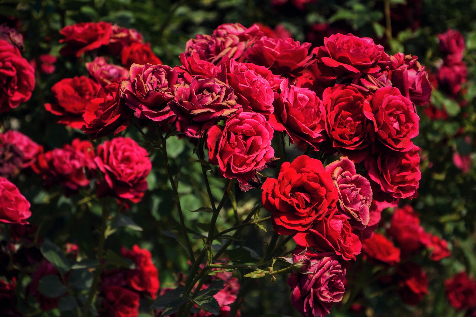 اجمل الورود الرومانسية , احلى وارق الورود الرومانسية