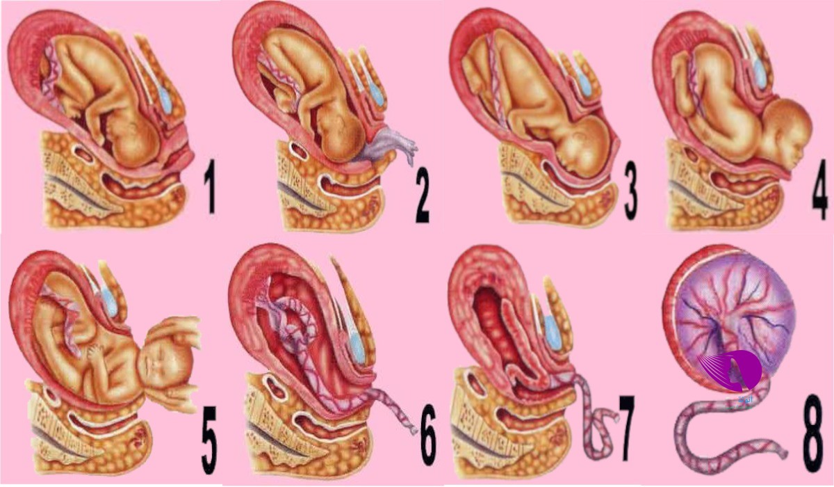 الولادة الطبيعية بالصور لحظة بلحظة 1498 9