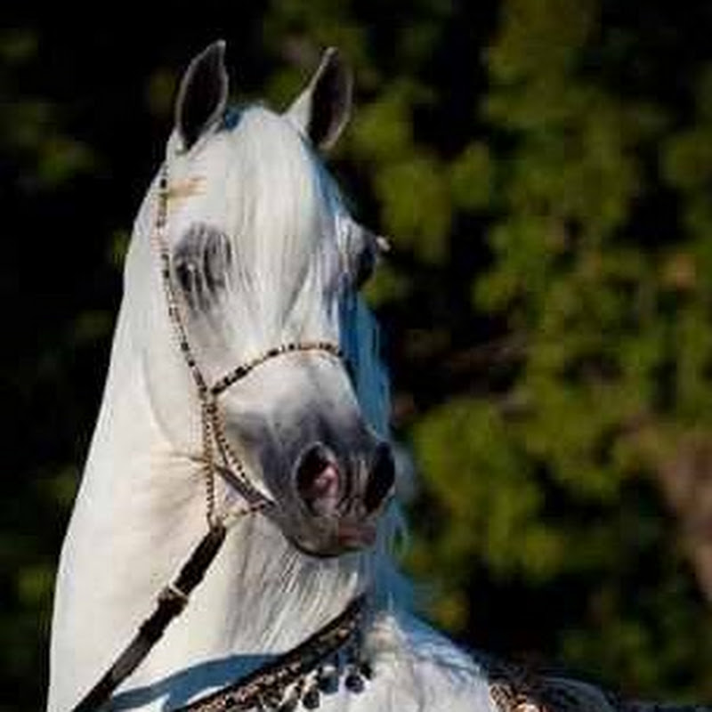 خيل اصيل - اجمل خيل عربى 4050 17