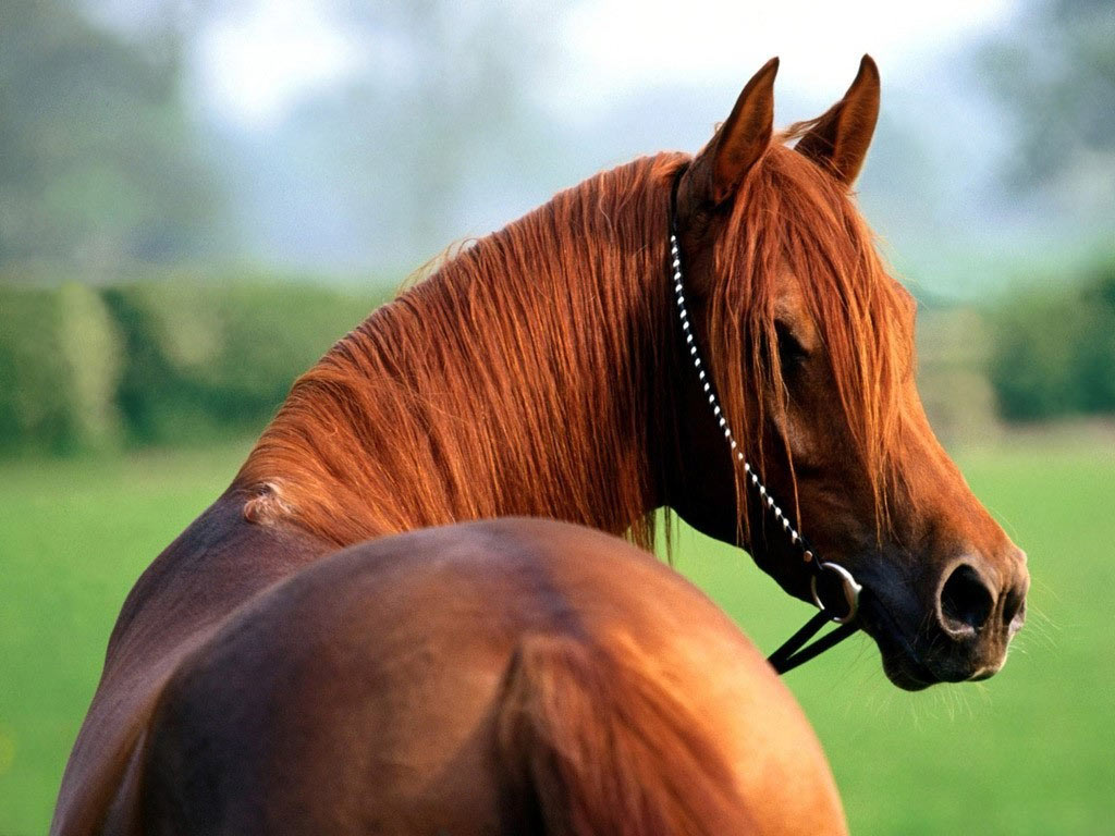 صور حصان , صور خيل جميله