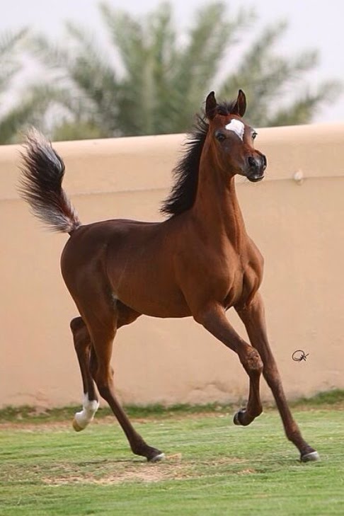 خيل اصيل - اجمل خيل عربى 4050 18