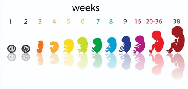 حساب الحمل بالاسابيع , طريقه معرفة موعد الحمل بالاسابيع