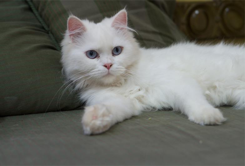 صور قطط شيرازي , خلفيات جميله لاجمل قطه شيرازى - احبك موت
